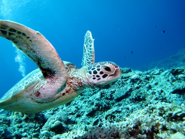 【動物学】ウミガメの腫瘍とヒトのがんは似ている